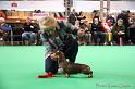 Crufts2011_2 1128